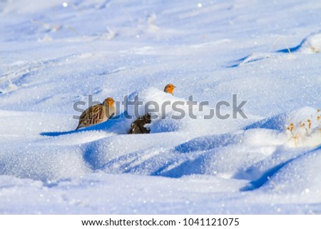 Nature and animal. Winter background. Partridge