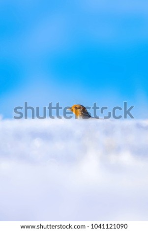 Nature and animal. Winter background. Partridge