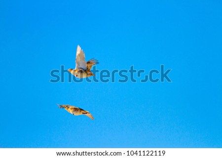 Flying birds. Blue sky background. Partridges; Grey Partridge. Perdix perdix.