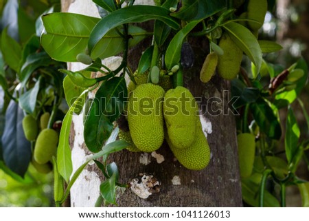 Small Jackfruit in Forest