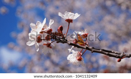 Macro photo of almond tree in blossom with beautiful deep blue sky