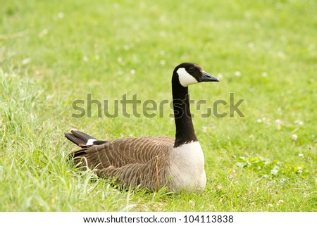 Goose / This is a photo of a goose relaxing while sitting in some green grass.