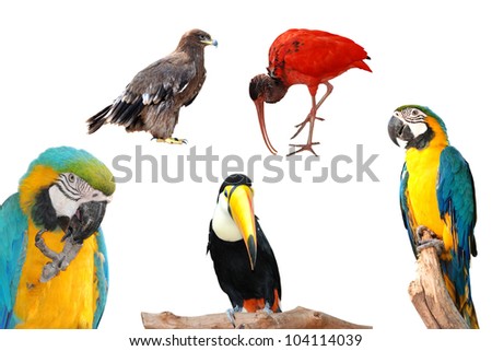 wild animal bird collection isolated