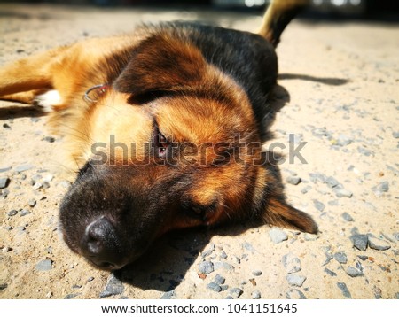 lazy brown black dog, feel asleep and lay down on the floor