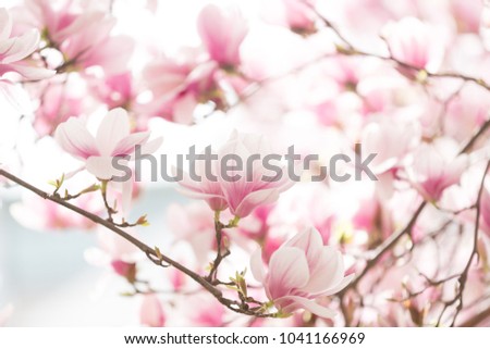 Beautiful flowering magnolia tree