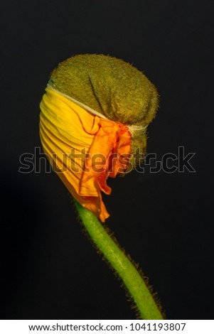 Floral fine art still life detailed color macro flower portrait of a young orange yellow satin/silk poppy blossom isolated on black background with detailed texture,symbolic figurative youth birth new