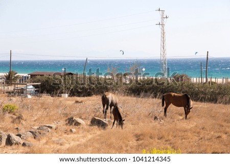 Horses near the Ruins and museum of a Roman city, Baelo Claudia, Cadiz, Spain 