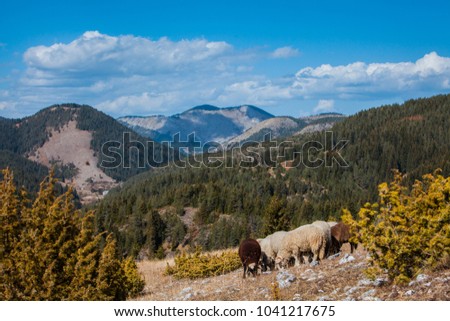 Landscape with sheep grazing on the mountainside, Trigrad, Bulgaria Royalty-Free Stock Photo #1041217675
