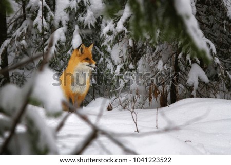 Wild red fox in the winter forest 