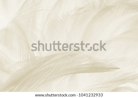 Beautiful white - brown feather texture background