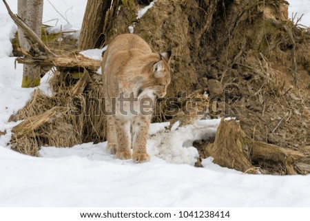 Lynx walk in the snow