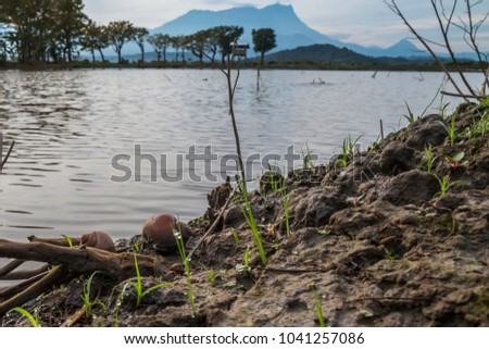 22-Jan-2018, Kg Sangkir- Kota Belud, Sabah- Fresh morning view with two of snails just resting on the ground in background of Mount Kinabalu.