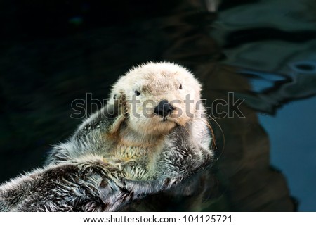 Kalan (sea otter) floats on the back and covers his ears paws