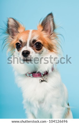 Studio portrait of cute white brown chihuahua isolated on light blue background.