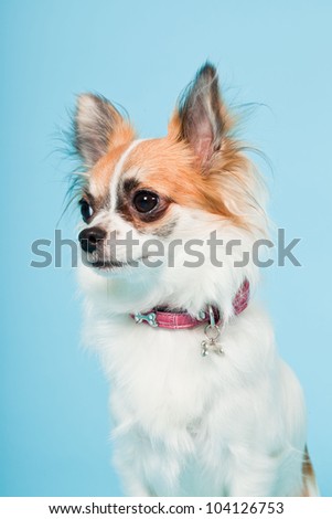 Studio portrait of cute white brown chihuahua isolated on light blue background.