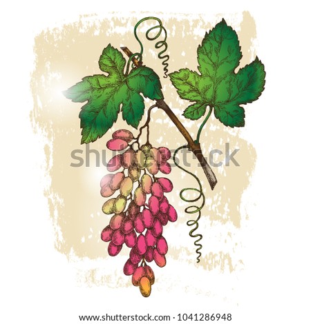 Hand drawn colored illustrations of  grapes. In vintage style on grunge background.  Design element for invitations, announcements, wine labels, farmers' markets.