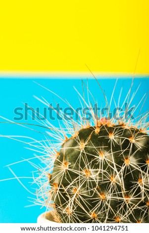 Tiny Cactus in the Pot on Bright Background. Conceptual image, Creative Minimalism, trendy neon colors, art gallery design