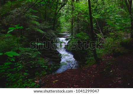 Waterfall in a Tennessee Forest