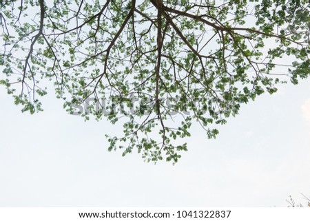 Leaves Tree branches with sky background