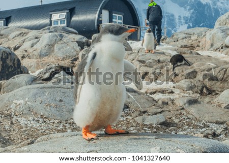 Little gentoo penguins grow up