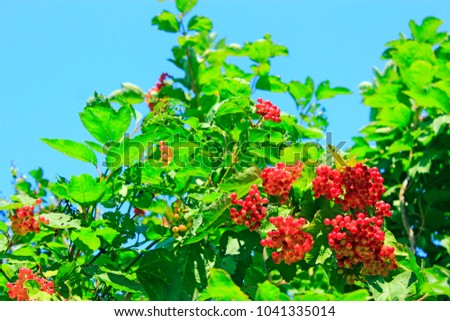Ripe fruits of guelder-rose hang on the branches. Ripe fruits of viburnum