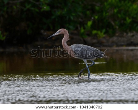 Reddish Egret Foraging on the Pond