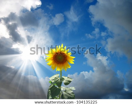 close up shot of sunflower over cloudy sky