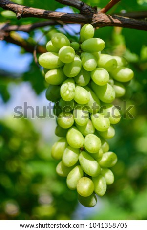 Green grape garden,winery farm,vine for food healthy 's lover,salad green grape 