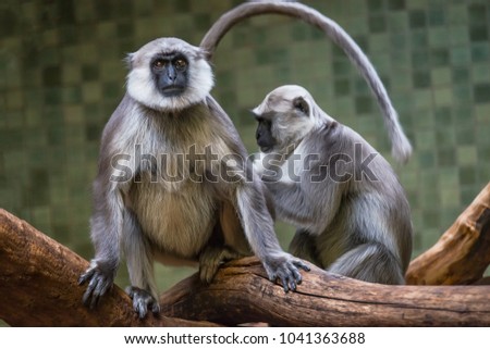 Portrait of funny Vervet monkey from Africa's jungles, adult