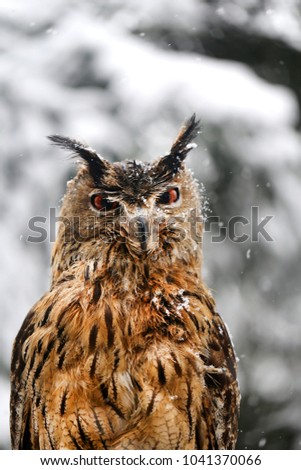 Beautiful bird owl take a close-up photo