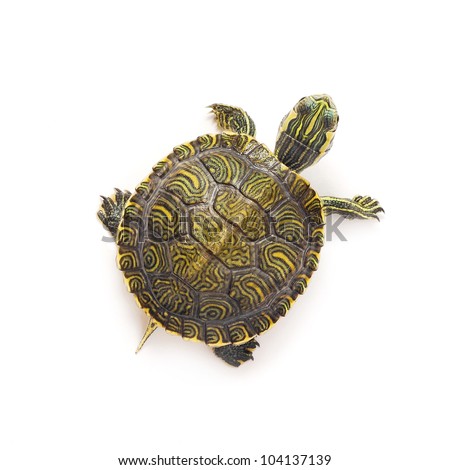small turtle on white background