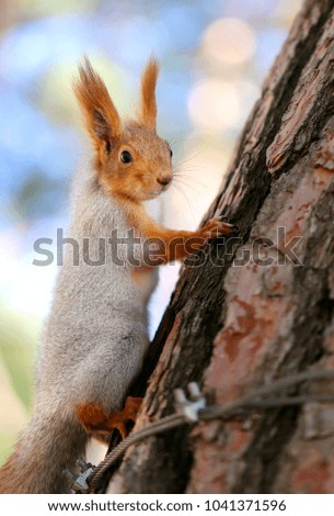 Beautiful squirrel on a tree photographed close-up