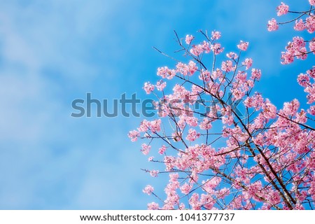 Beautiful spring with cherry blossoms.Pink Cherry Blossom Against Clear Blue Sky.