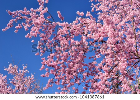 Spring pink cherry blossom sweet full bloom.
