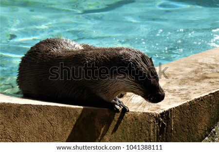 otter near the pool