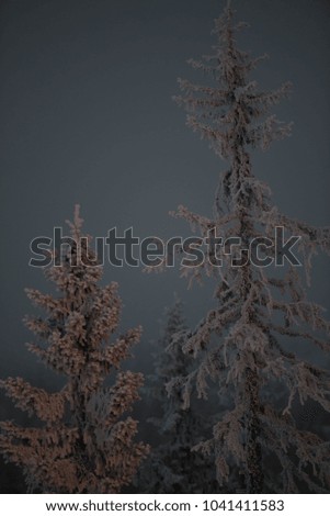 Sunrise morning panorama of the mountain trees. Bright white winter landscape in the snowy wood, Happy celebration atmosphere. Artistic style post processed photo.
