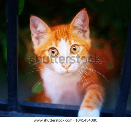 Beautiful portrait of red cat take a close up picture