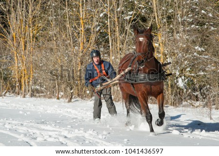 Skioring, winter sports with horse. The driver pushes his horse to make it run faster. Skijoring is a winter sport, which has its roots in Scandinavia.
