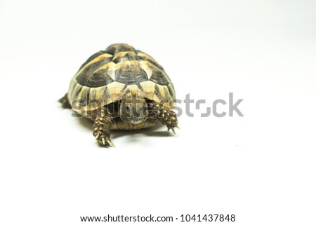 Little Hermann's tortoise