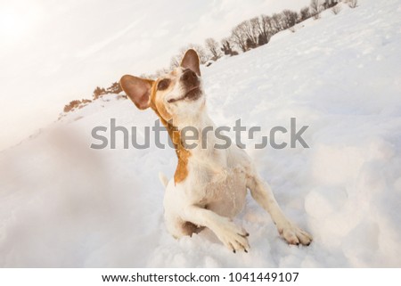Active playing jumping dancing small funny pup dog. Magic winter snowy games