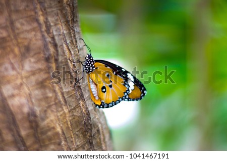 Danaus chrysippus chrysippus : Plain Tiger (Common Tiger/Danaus genutia)