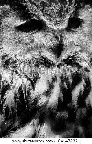Eurasian Eagle Owl 