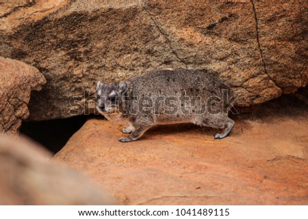 The rock hyrax (Procavia capensis) going to its burrow lair in stones. Tsavo East national park, Kenya
