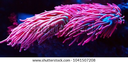 Anemones. Corals in a marine aquarium. Royalty-Free Stock Photo #1041507208
