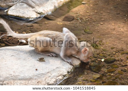 Awesome view of  monkey drinking cool water coming from a water fall from height.