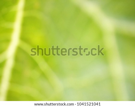 Abstract out of focus lights coming from the mother nature with abstract background of a green leaf. Abstract background of Green and White color. 