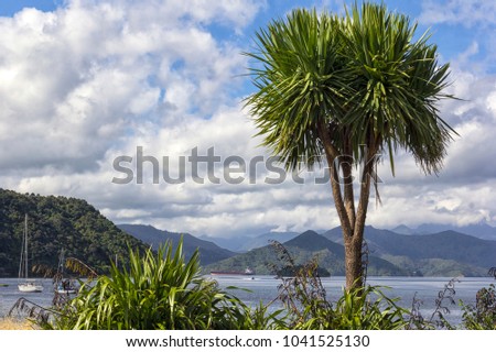 Cabbage Tree in Picton. The cabbage tree is one of the most distinctive trees in the New Zealand landscape, especially on farms.  Royalty-Free Stock Photo #1041525130