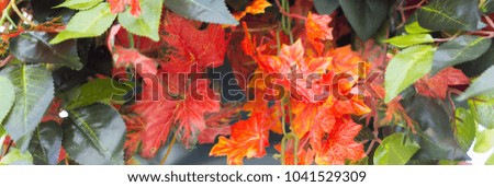 Background of decorative leaves. Can be used as a header or banner on your website, blog or social media.