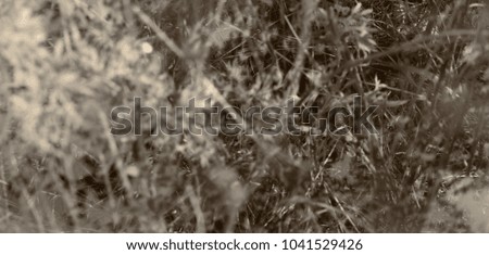 Abstract black and white background with reflections of leaves, grass and trees. Can be used as a header or banner on your website, blog or social media.
