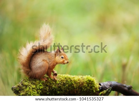Red squirrel (Sciurus Vulgaris) sitting on a mossy log, England, UK.